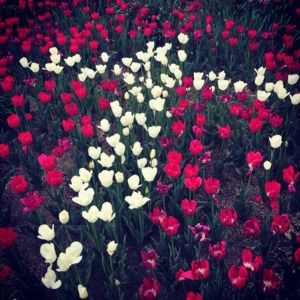 Meet your Posher, Adam & bridget